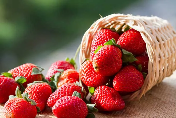 FRESH STRAWBERRY